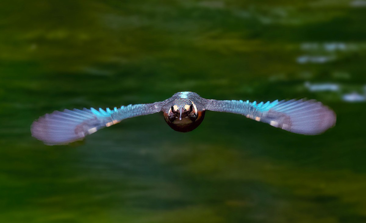 Common Kingfisher - 致綱 崔