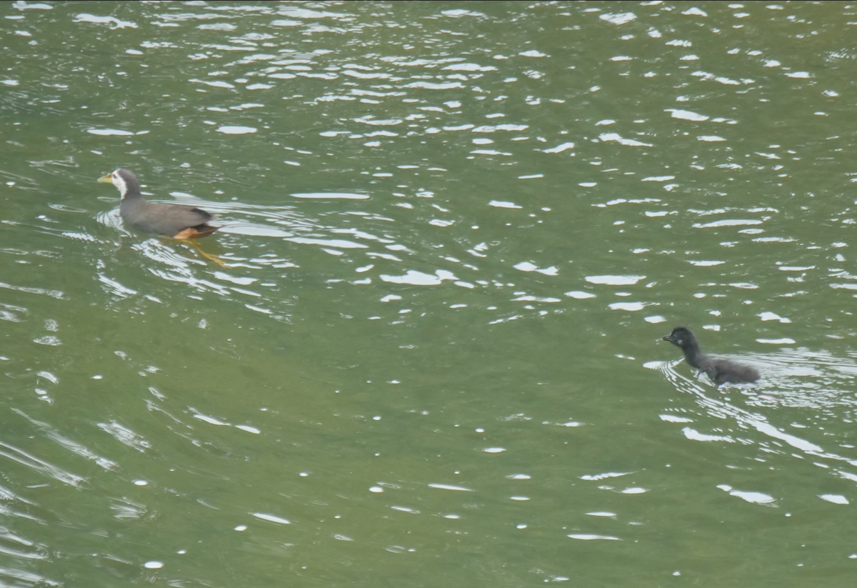 White-breasted Waterhen - ML619019543