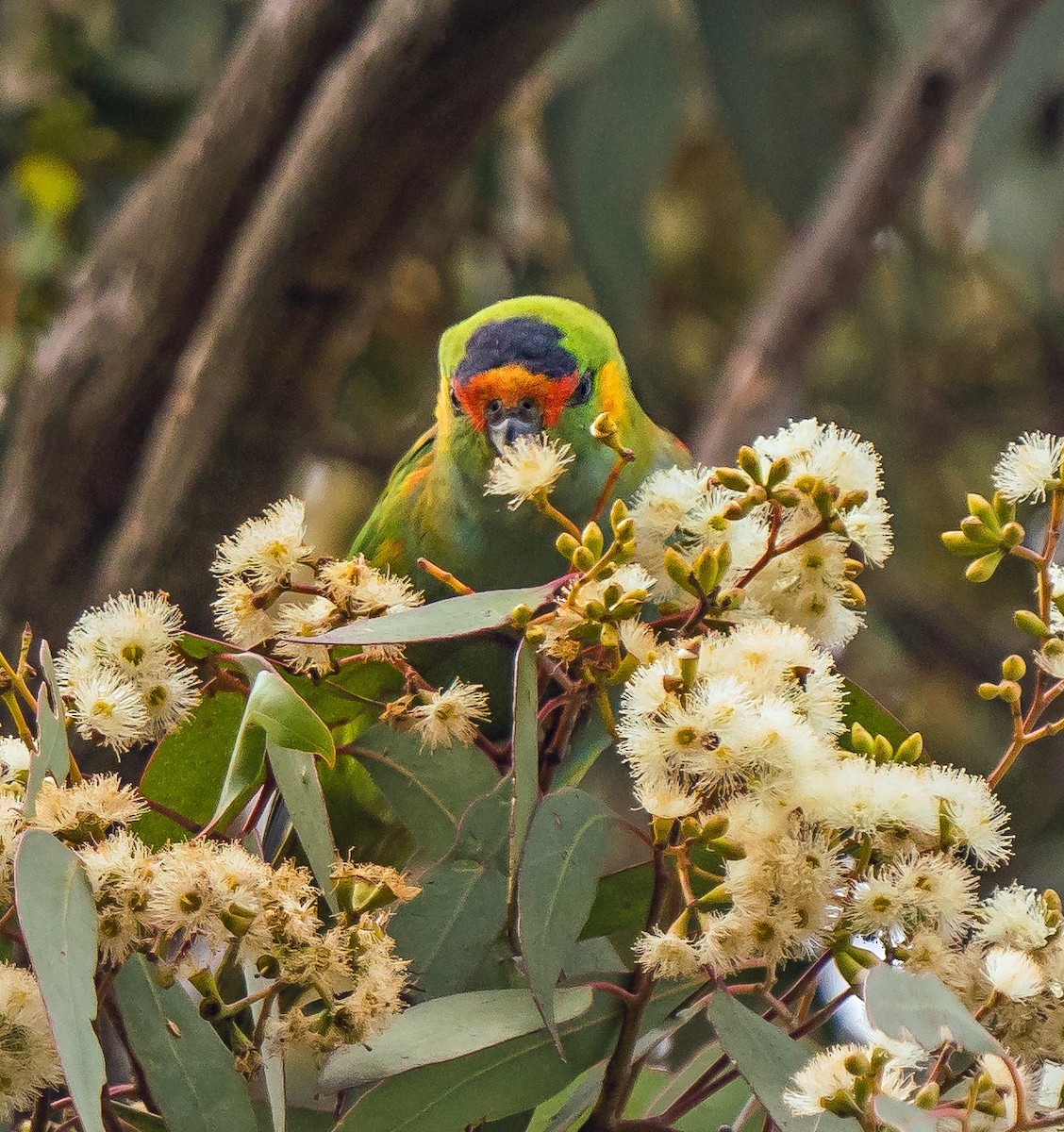 Purple-crowned Lorikeet - Russell Scott