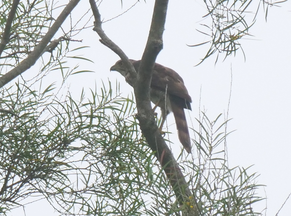 Crested Goshawk - ML619019559