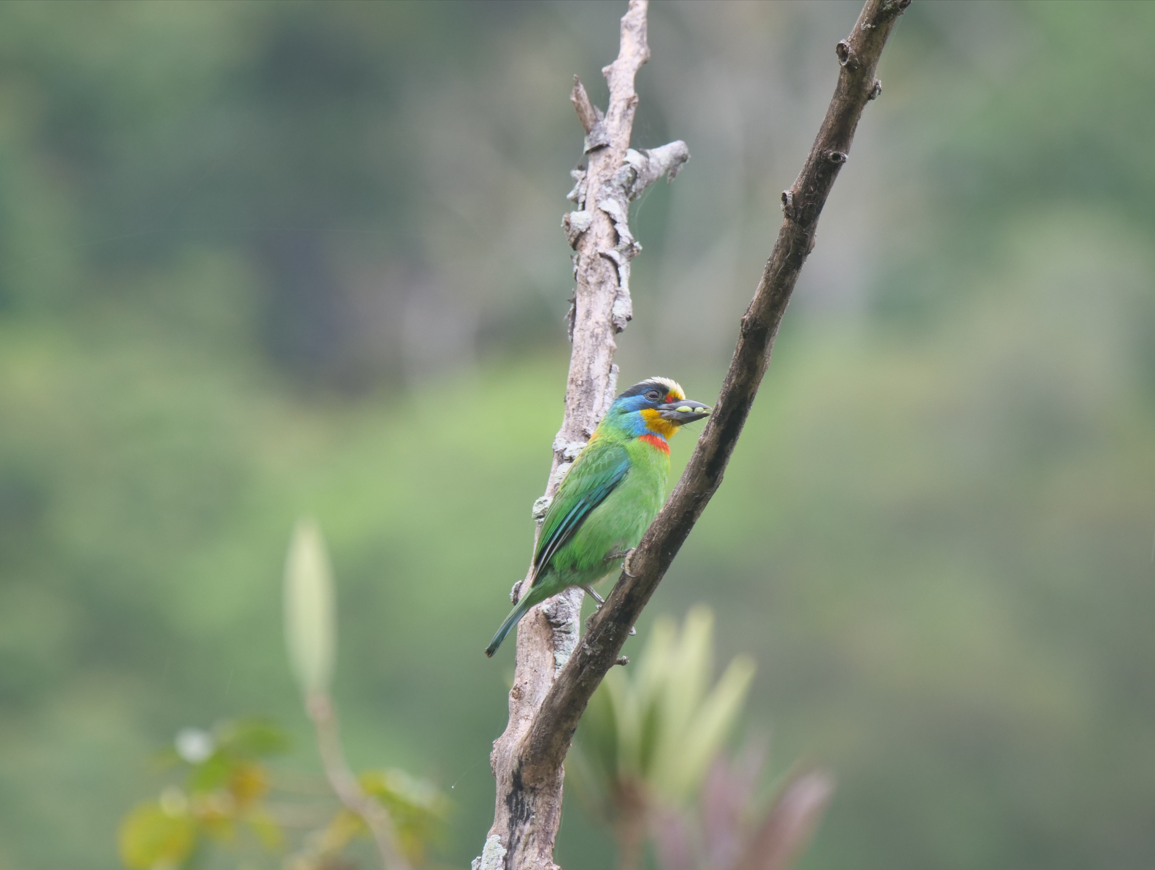 Taiwanbartvogel - ML619019566