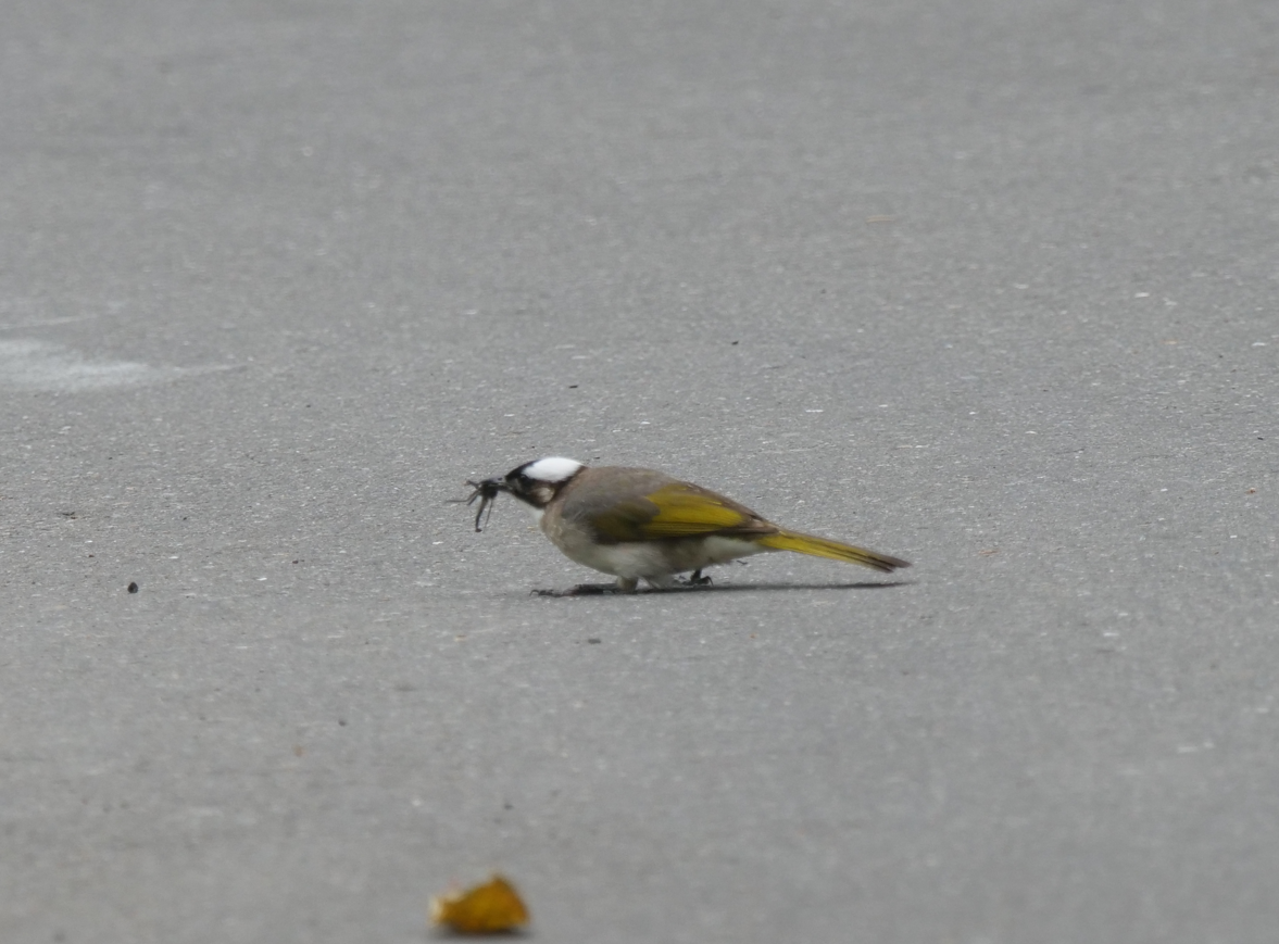 Bulbul de Chine - ML619019593