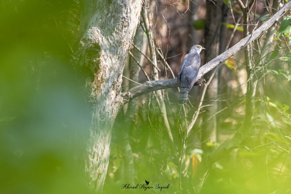 Common Hawk-Cuckoo - ML619019609