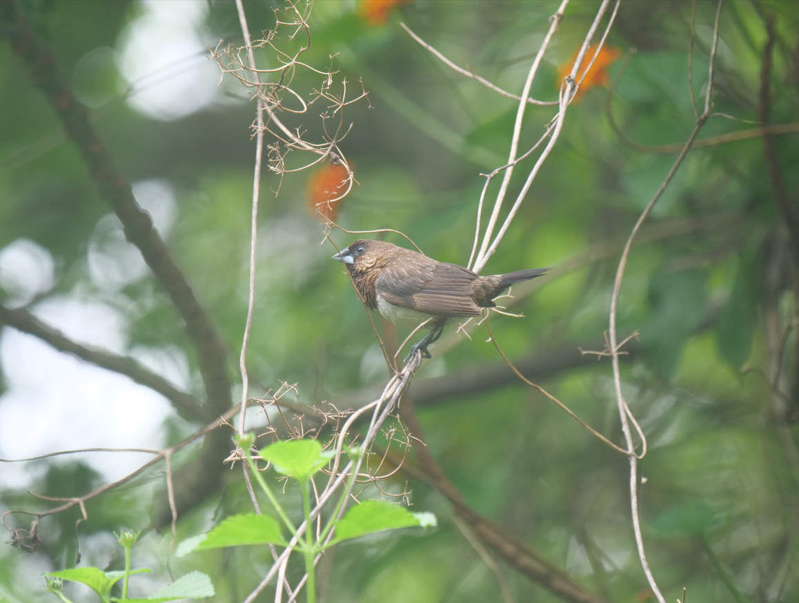 White-rumped Munia - ML619019628