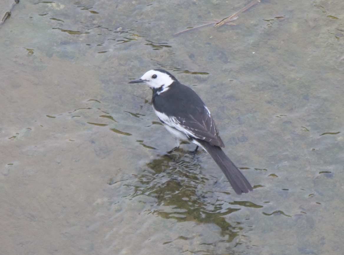 White Wagtail - ML619019649