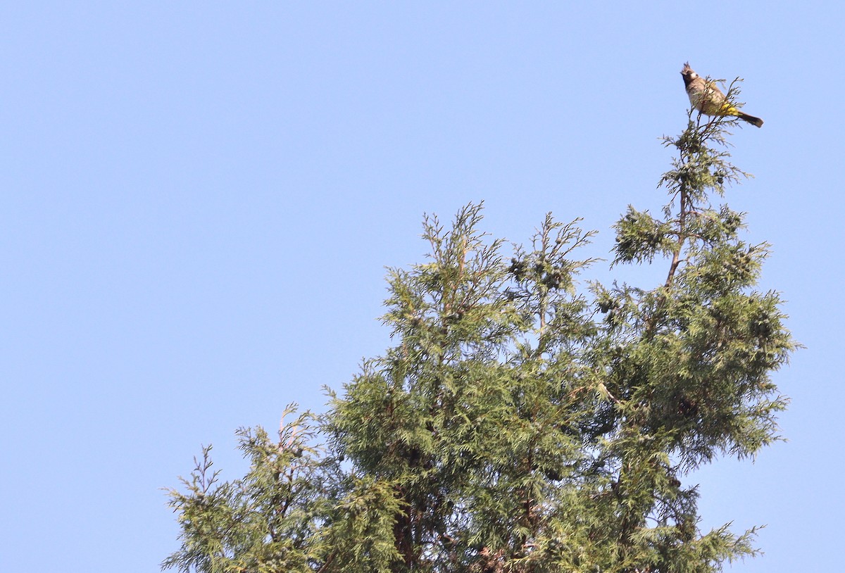 Himalayan Bulbul - Jeevan Khulbe