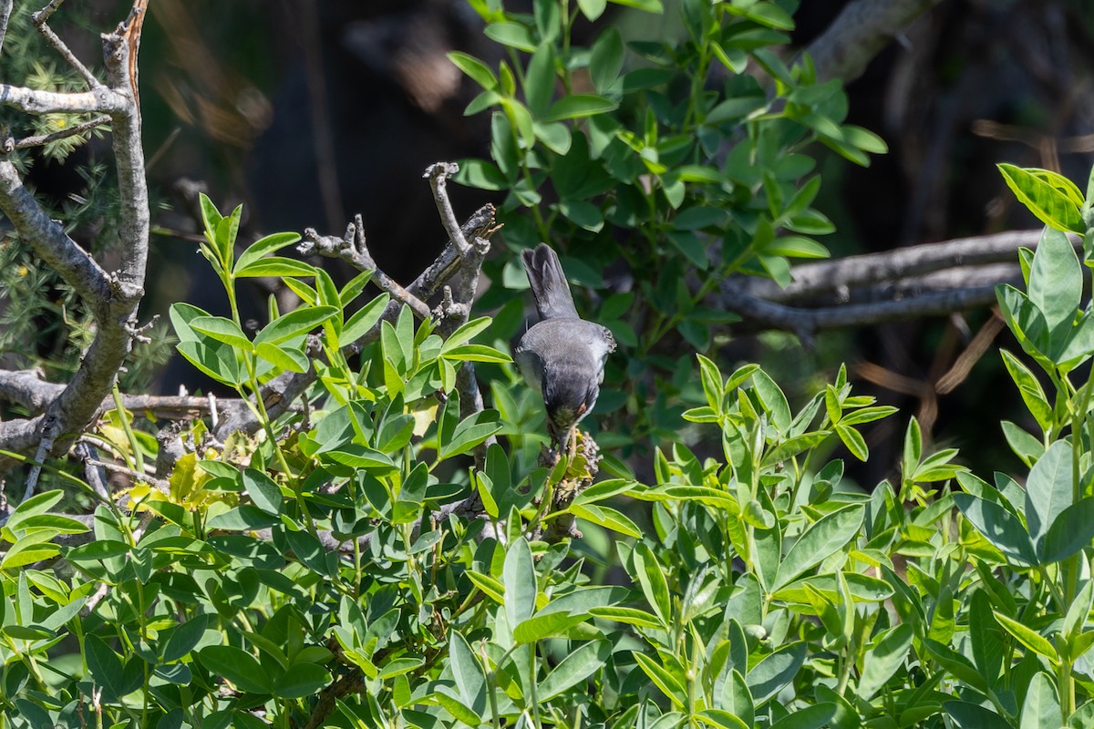 Sardinian Warbler - ML619019700