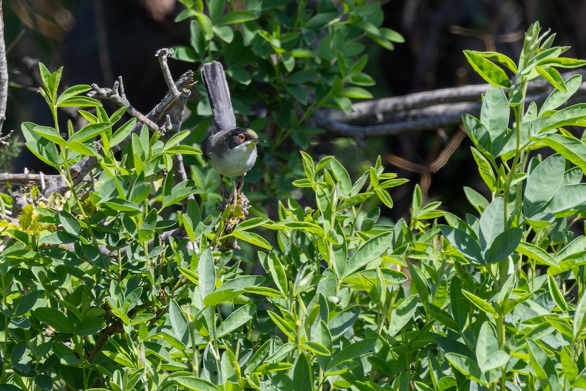 Sardinian Warbler - ML619019701