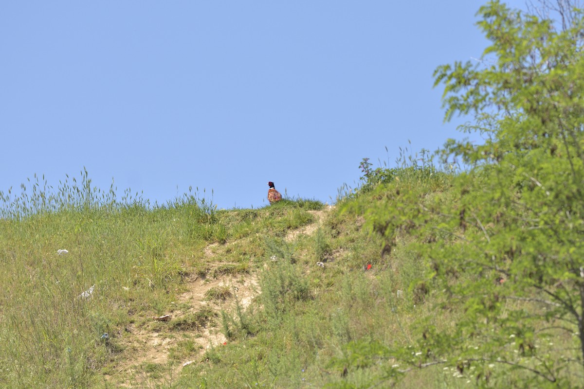 Ring-necked Pheasant - Gordan Pomorišac