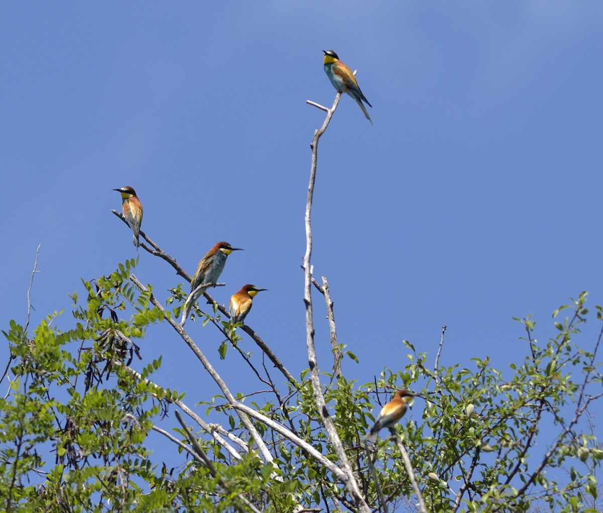 European Bee-eater - Gordan Pomorišac