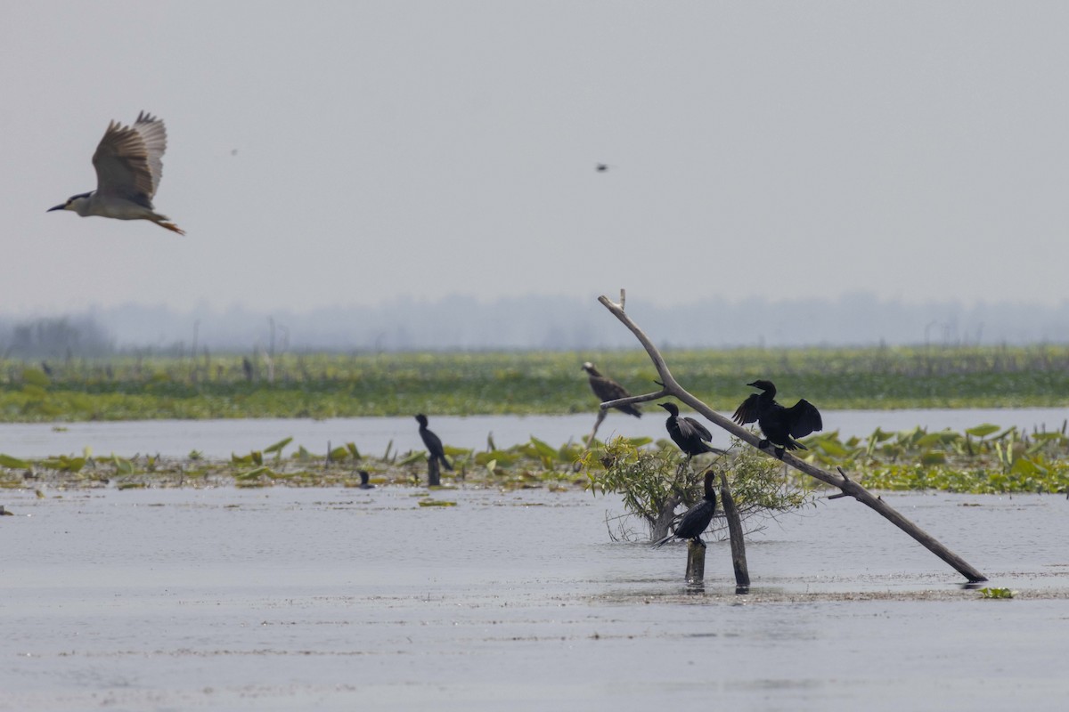 Pygmy Cormorant - Pantea Golzari