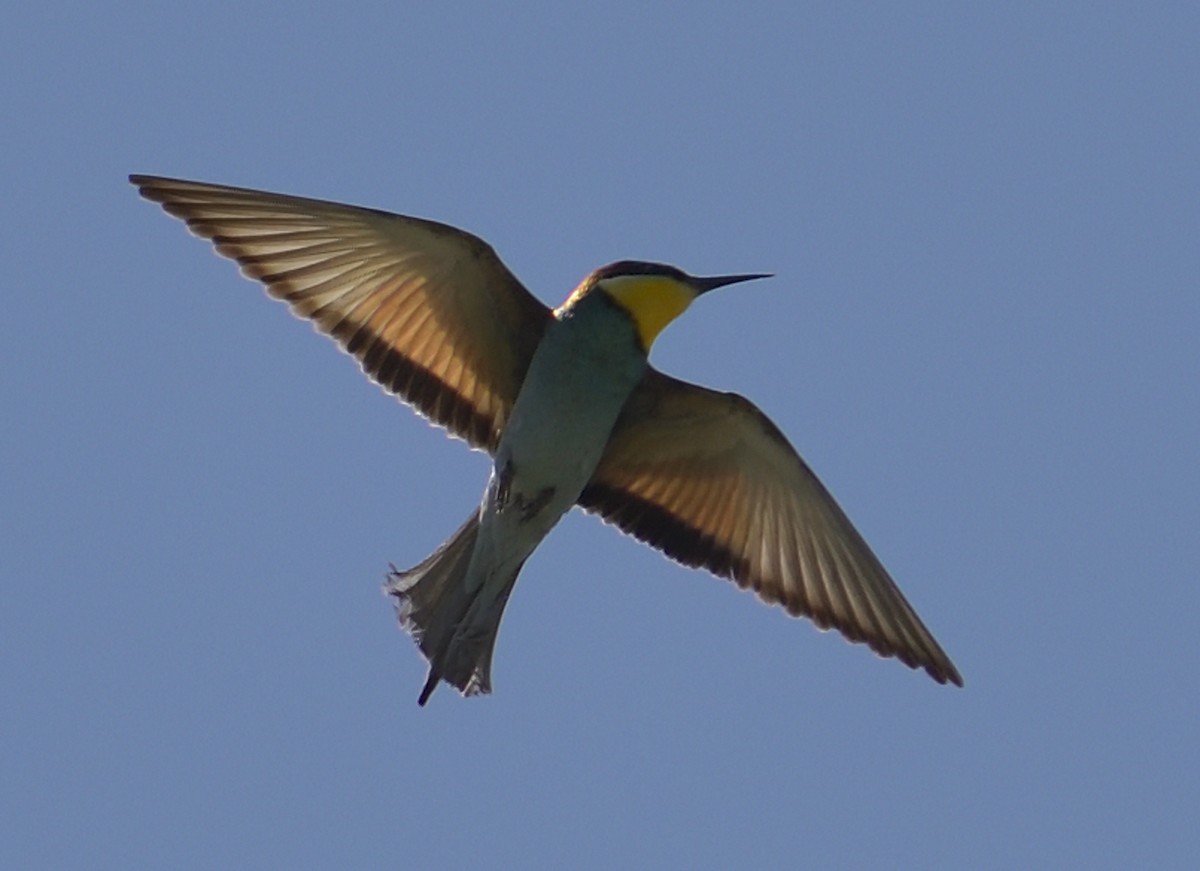 European Bee-eater - Gordan Pomorišac