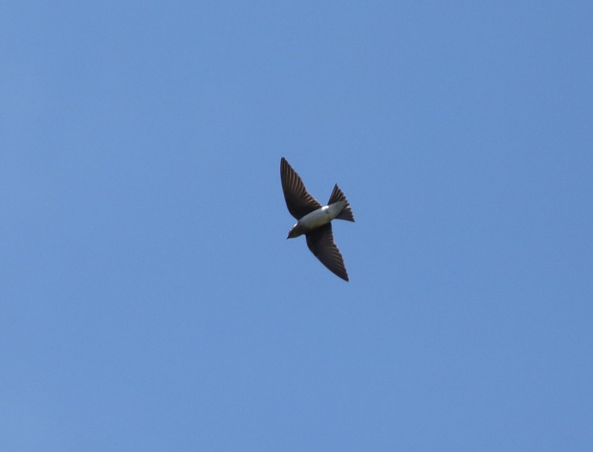 Northern Rough-winged Swallow - Laurel Barnhill