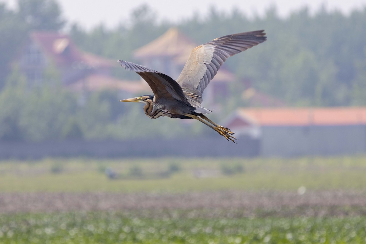 Purple Heron - Pantea Golzari