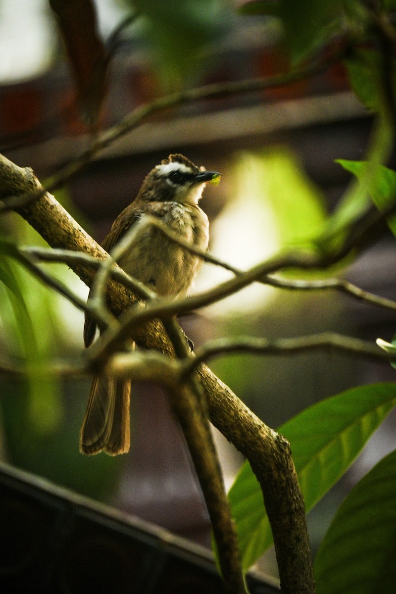 Yellow-vented Bulbul - ML619019753
