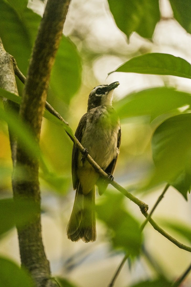 Yellow-vented Bulbul - ML619019754