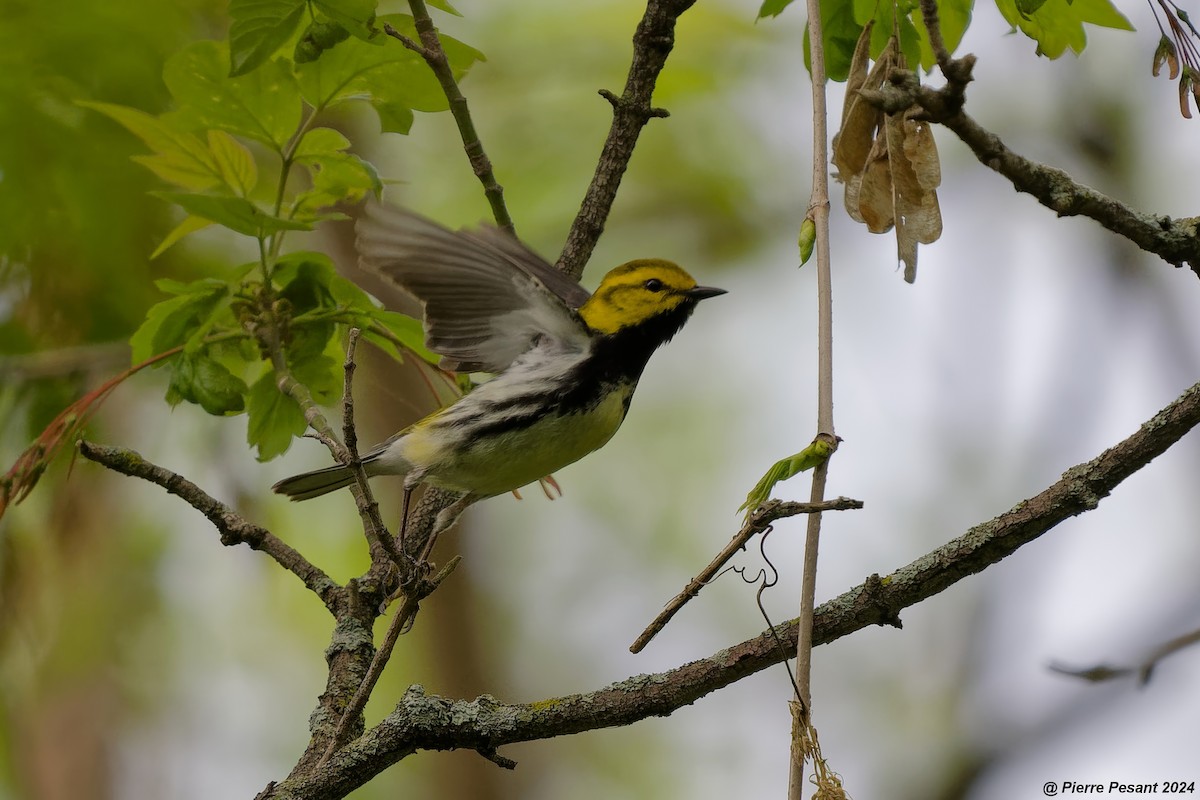 Black-throated Green Warbler - Pierre Pesant