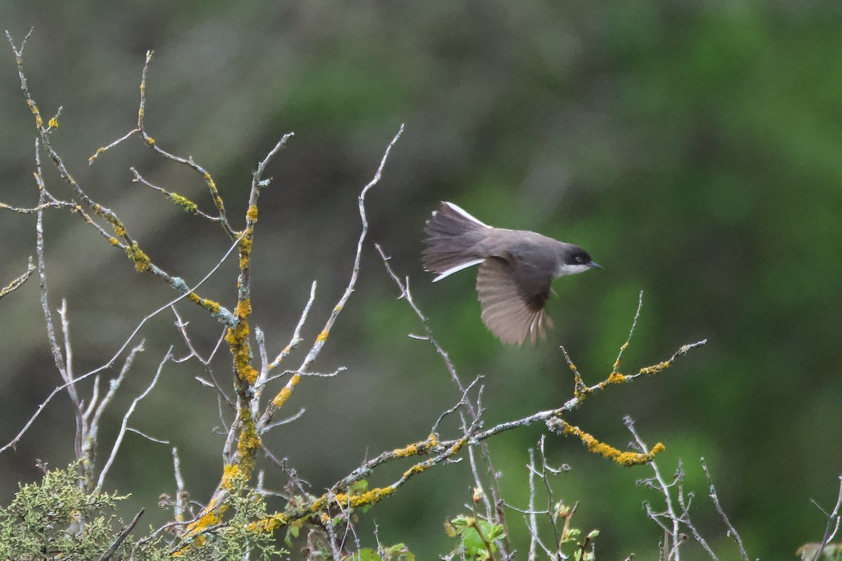 Western Orphean Warbler - Carlos Nos