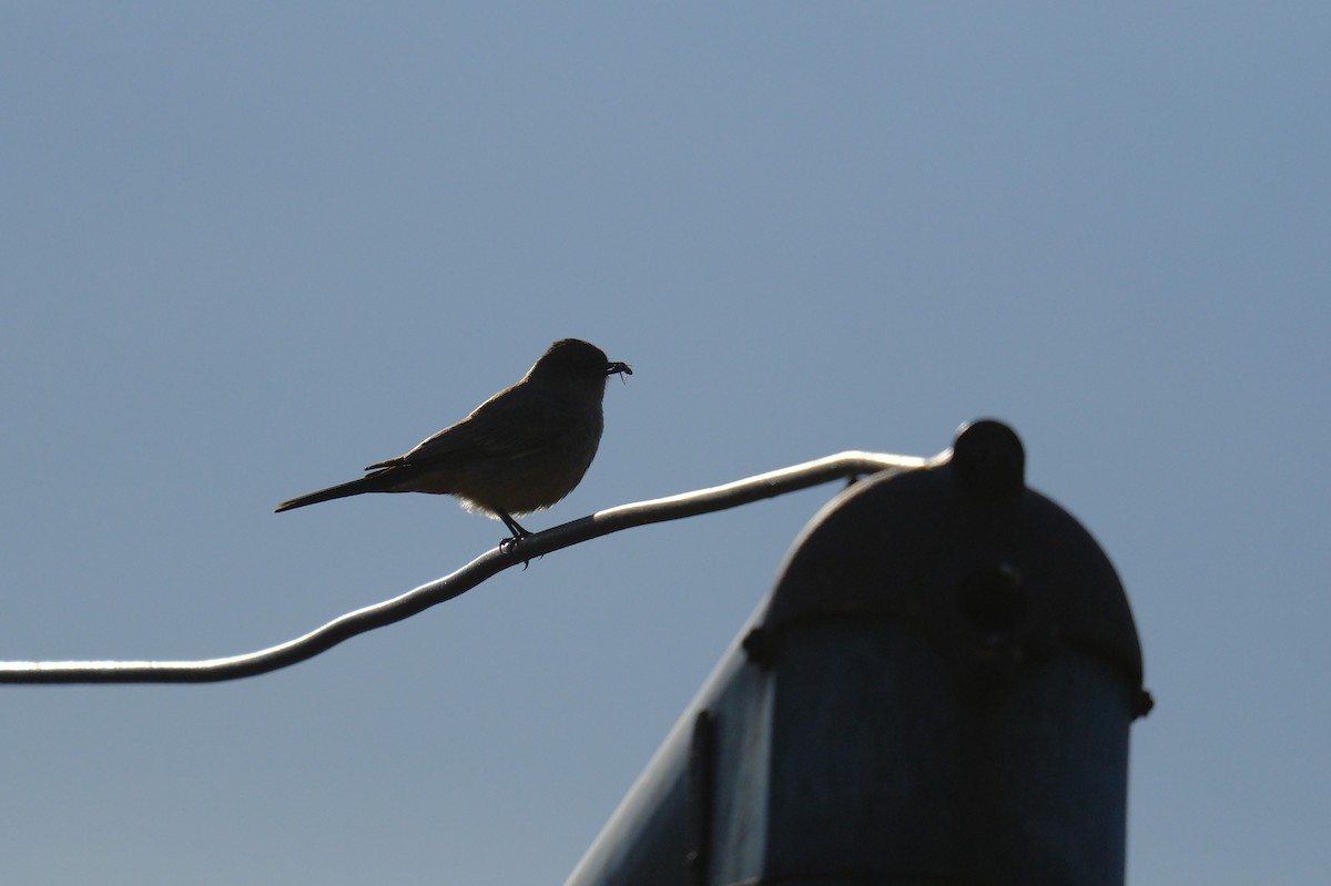 Say's Phoebe - Klaus Bielefeldt