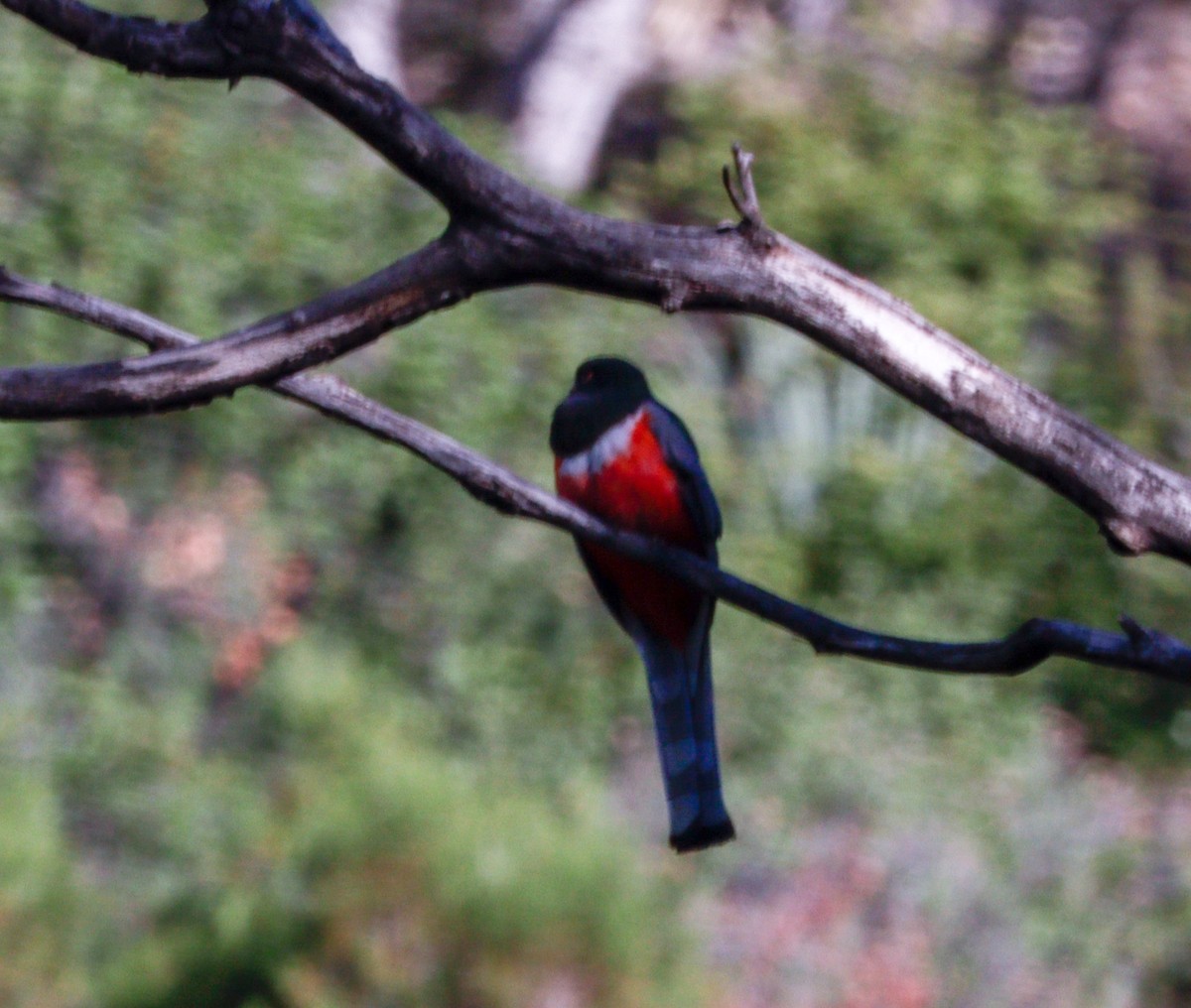 Elegant Trogon - Daphne Asbell