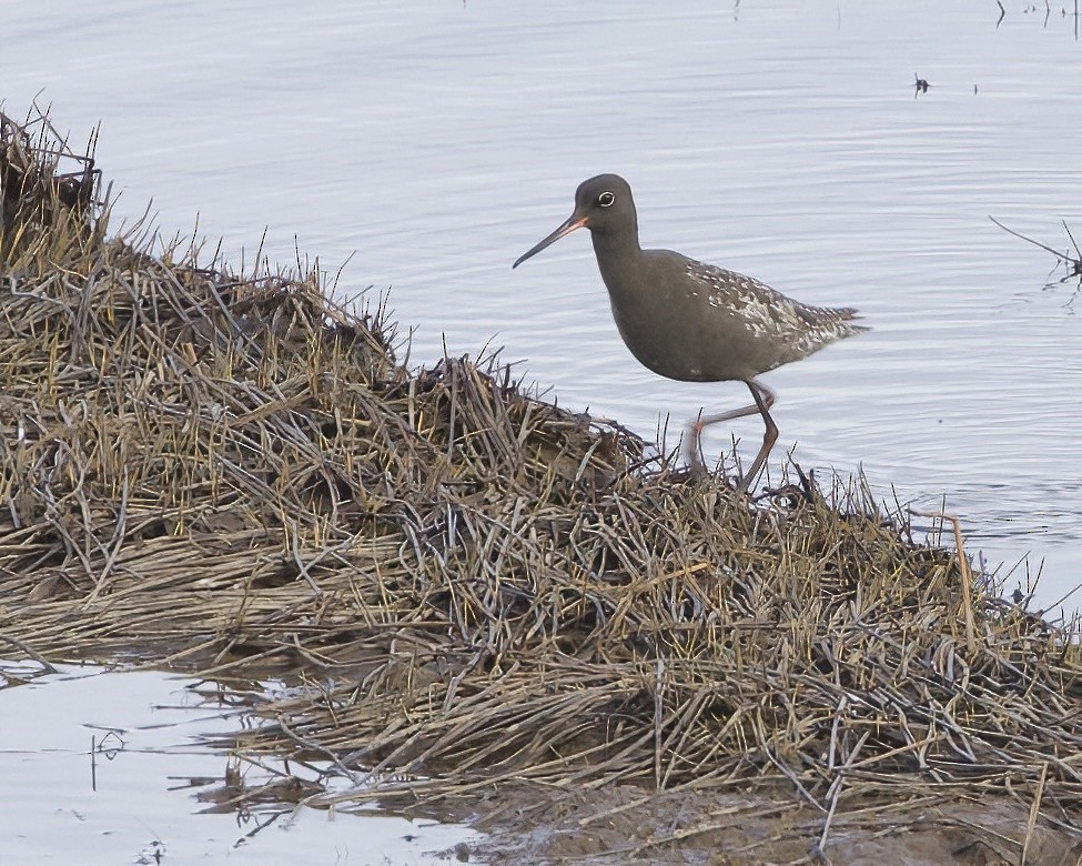 Spotted Redshank - Terence Degan