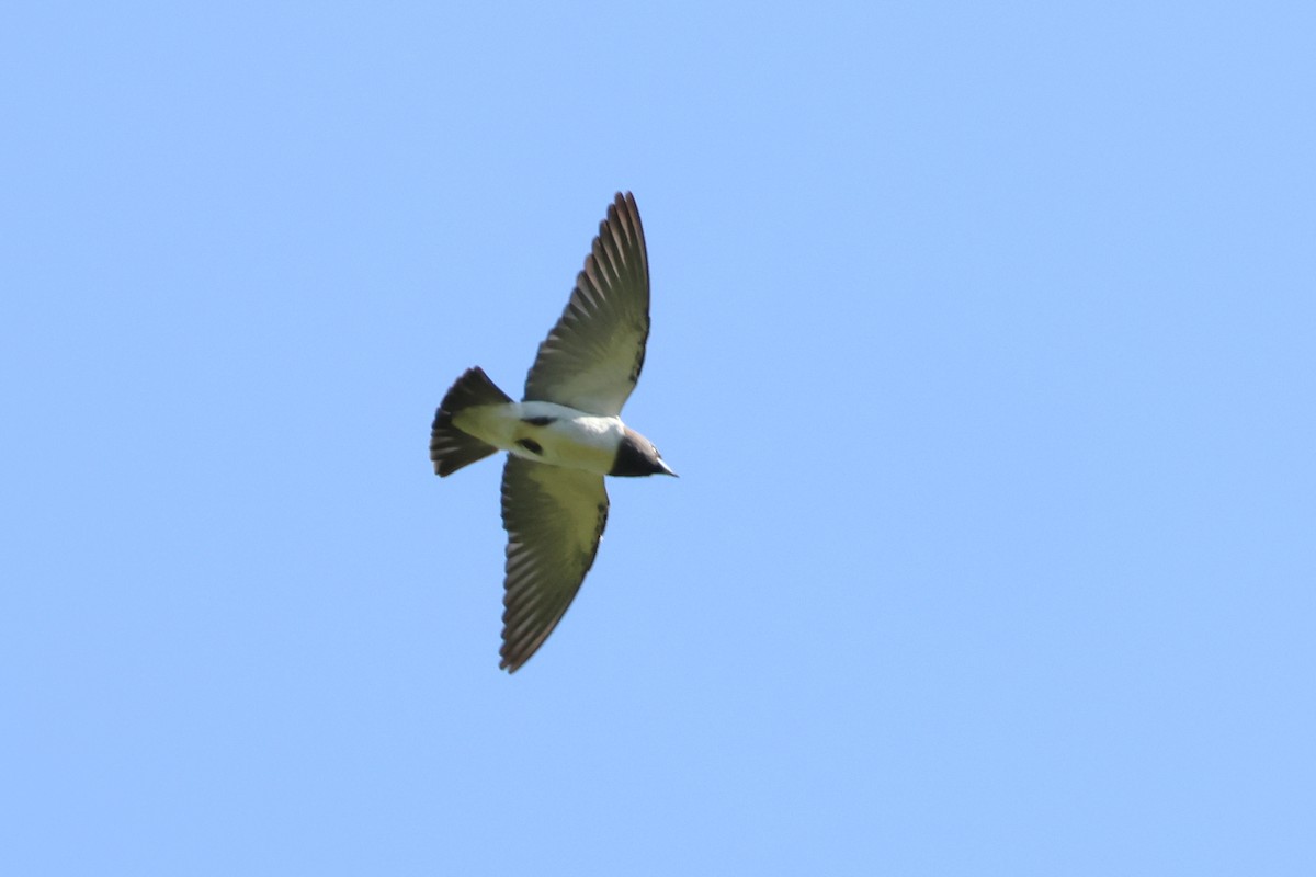 White-breasted Woodswallow - Jeremy Lindsell