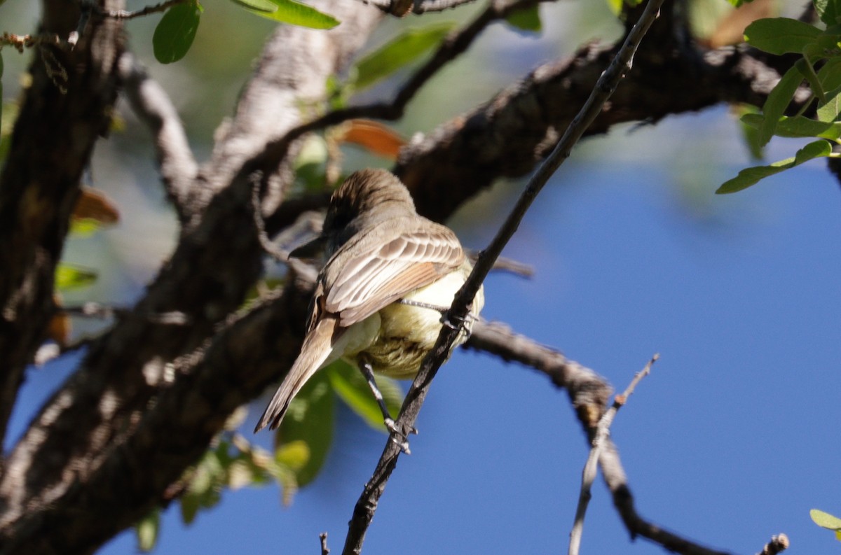 Brown-crested Flycatcher - Daphne Asbell