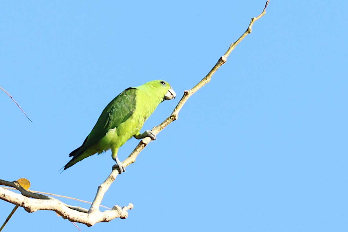 Папужець-віхтьохвіст зелений - ML619019909