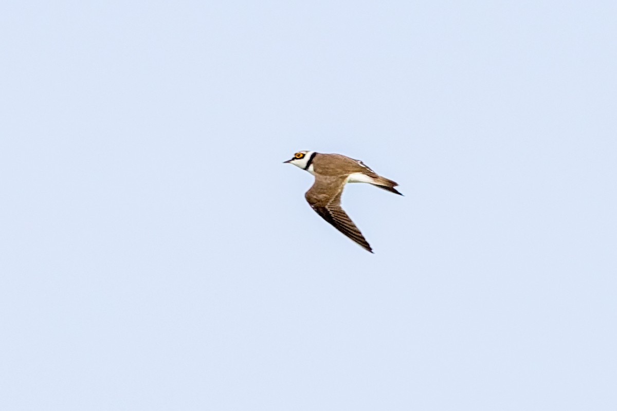 Little Ringed Plover - ML619019927