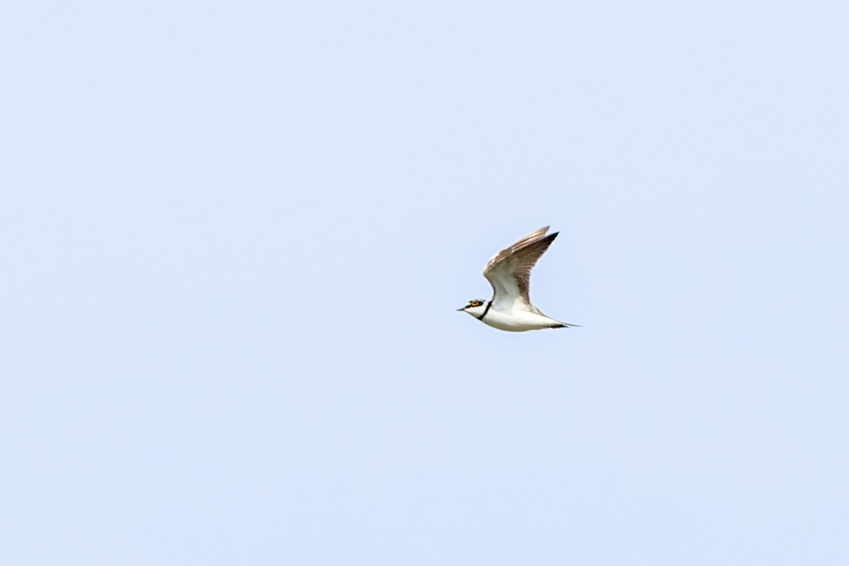 Little Ringed Plover - ML619019928