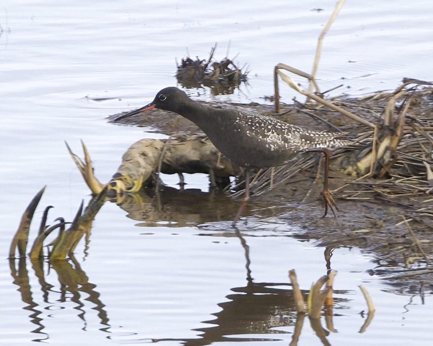 Spotted Redshank - Terence Degan