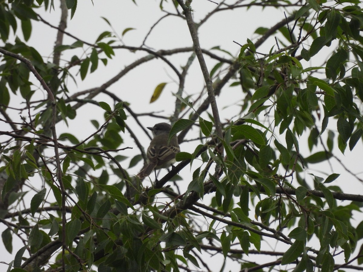 Suiriri Flycatcher - Laura Bianchi