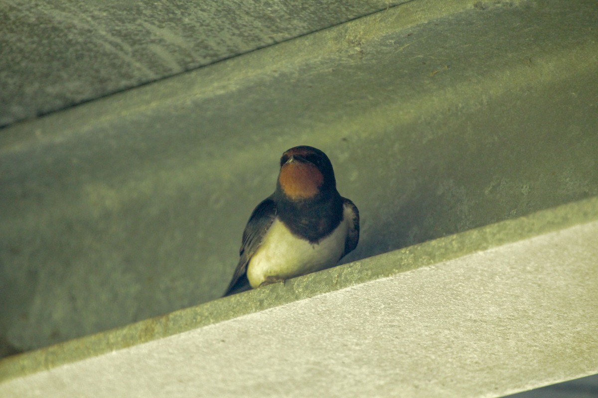 Barn Swallow - Guillaume Calcagni