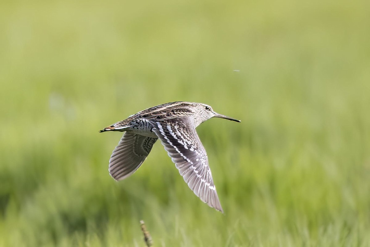 Great Snipe - Emrah Kayhan