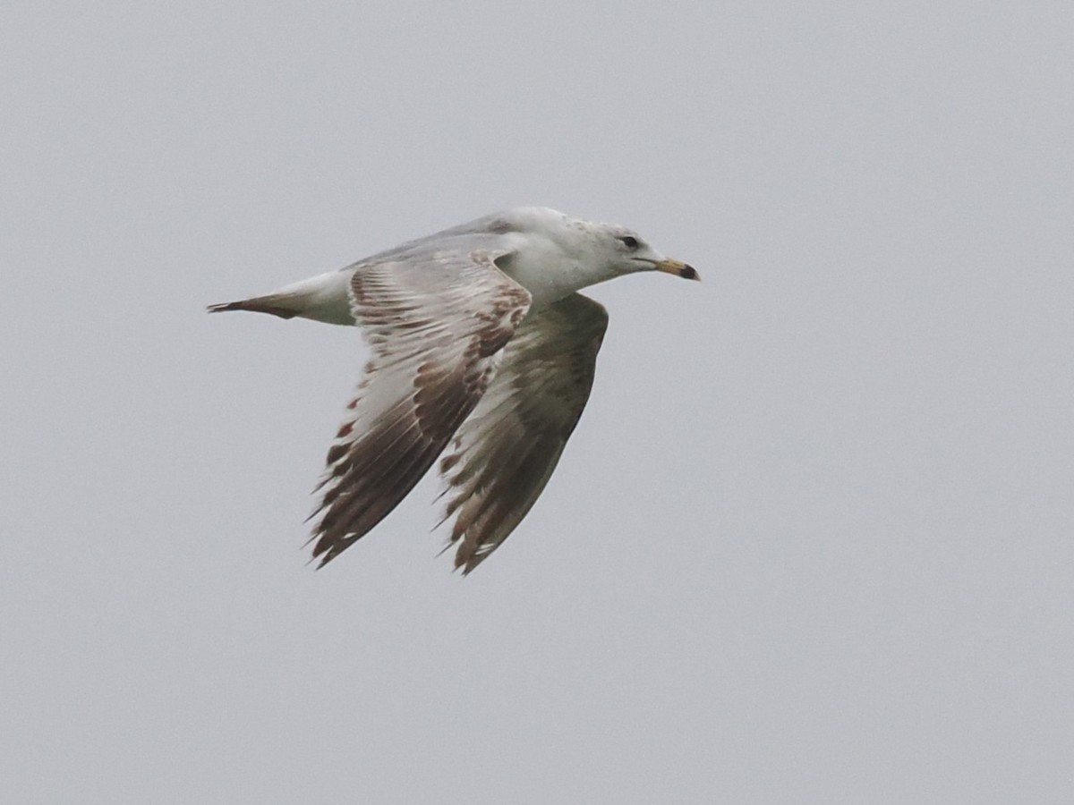 Ring-billed Gull - ML619019965