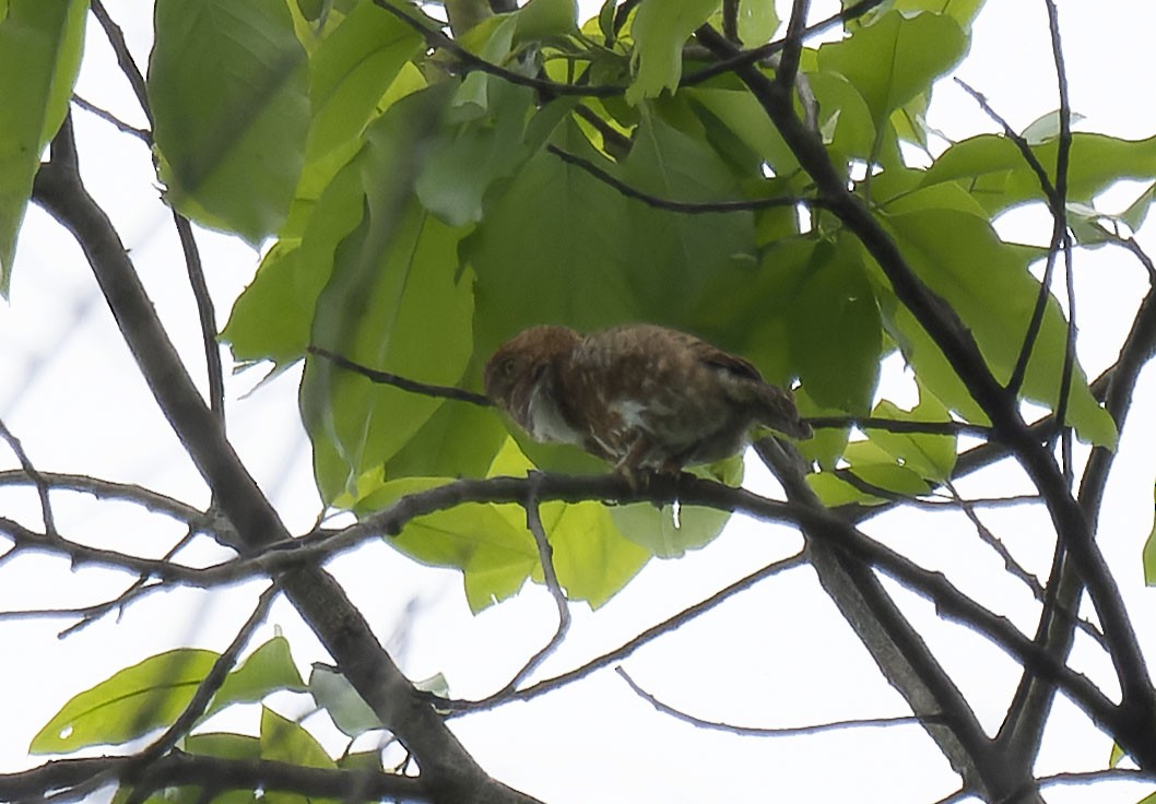 Collared Owlet - Antonio Ceballos Barbancho