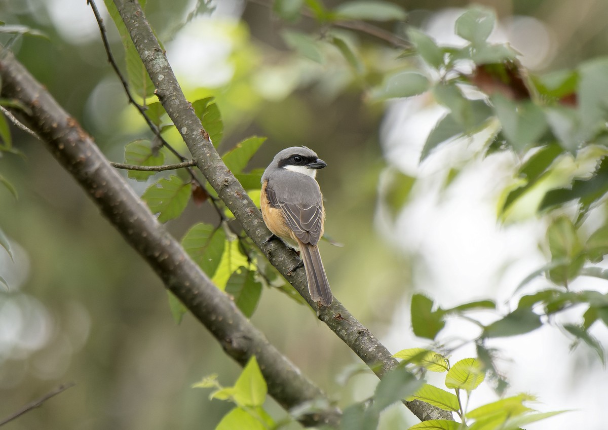 Gray-backed Shrike - ML619019971