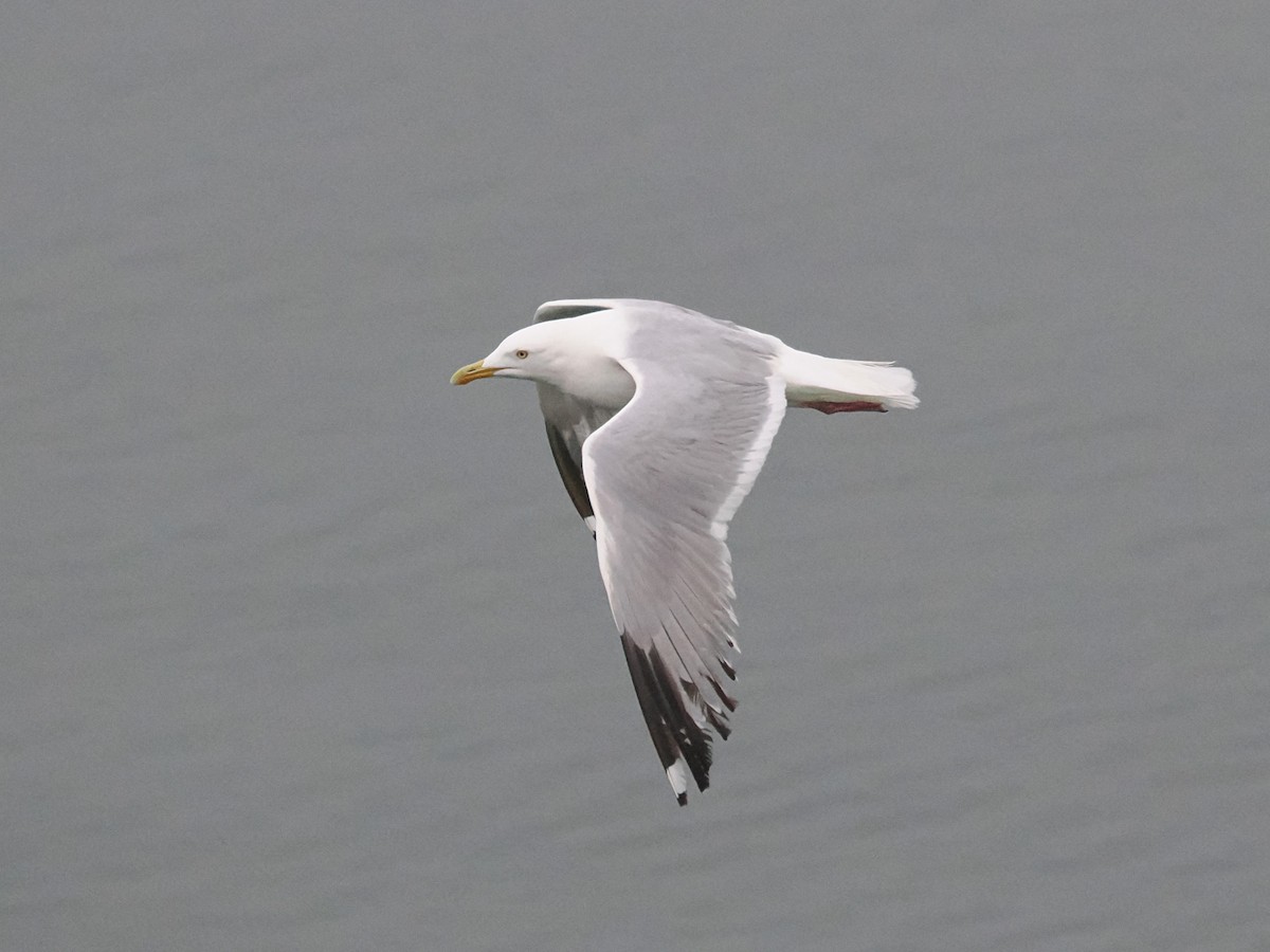 Gaviota Argéntea - ML619019977