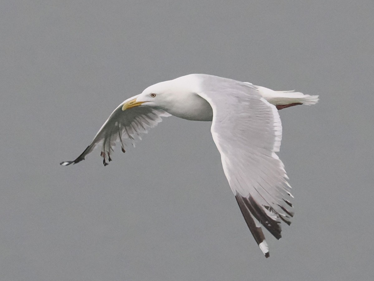 Gaviota Argéntea - ML619019985