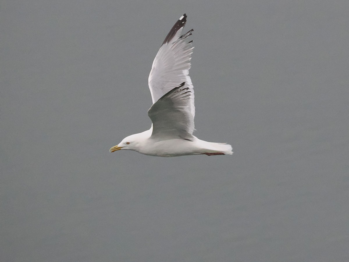 Gaviota Argéntea - ML619019986