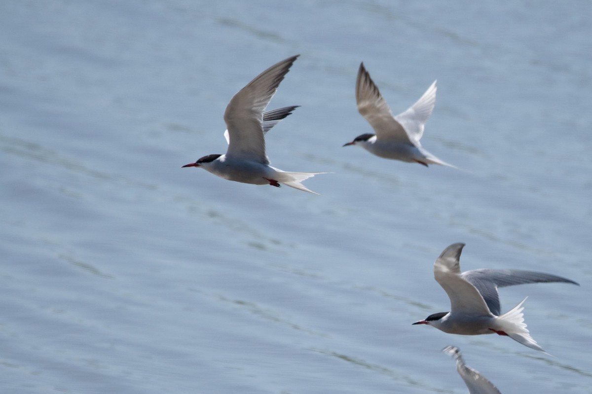 Sterne pierregarin (hirundo/tibetana) - ML619020027