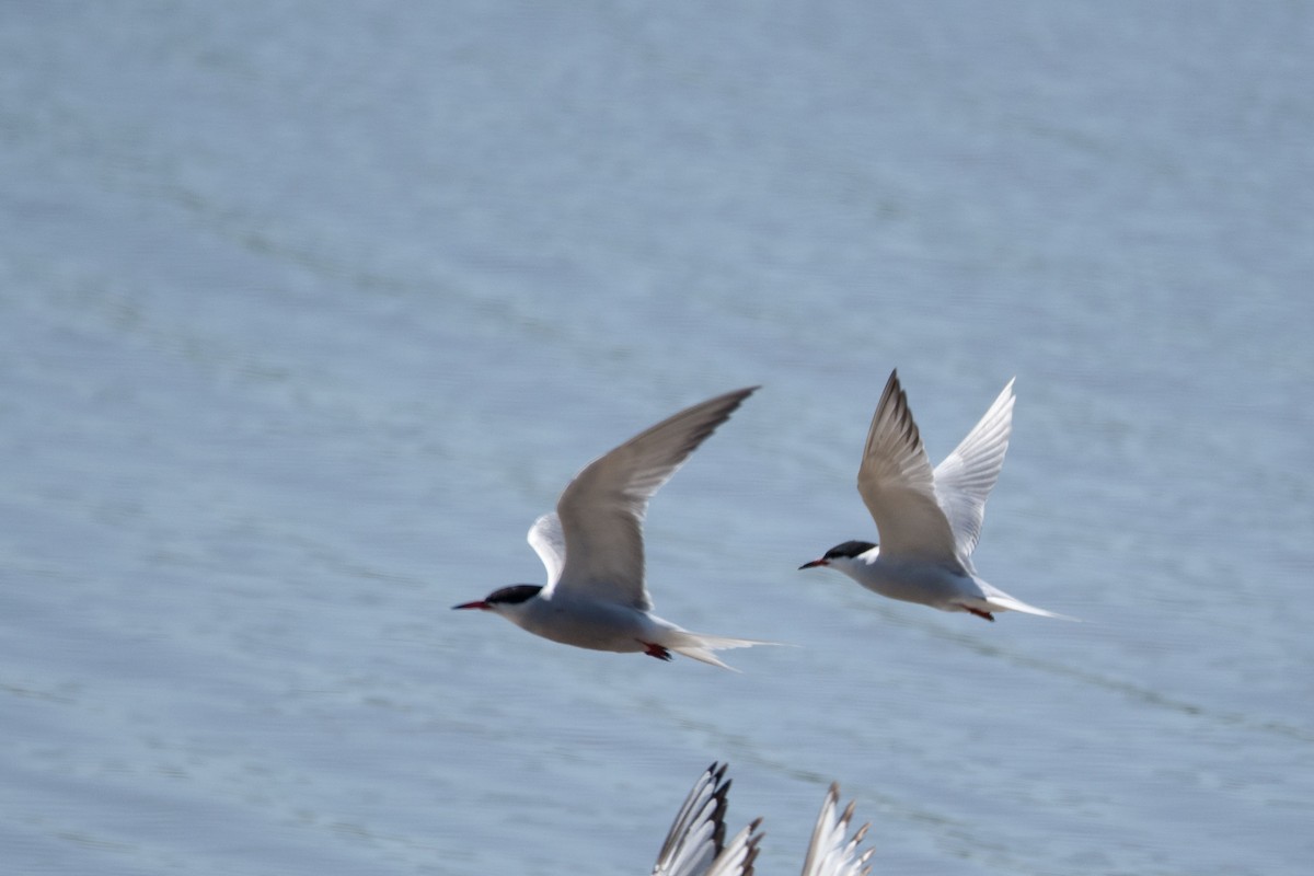 Крячок річковий (підвид hirundo/tibetana) - ML619020028