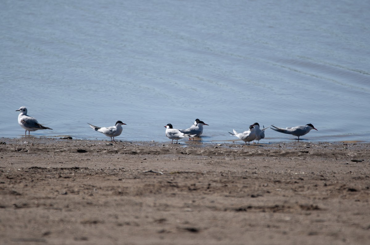 Речная крачка (hirundo/tibetana) - ML619020029