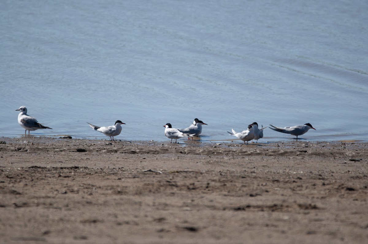 Common Tern (hirundo/tibetana) - Richard Bradley