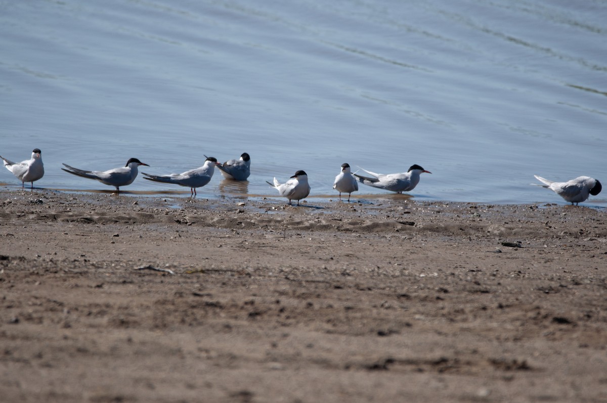 Речная крачка (hirundo/tibetana) - ML619020030
