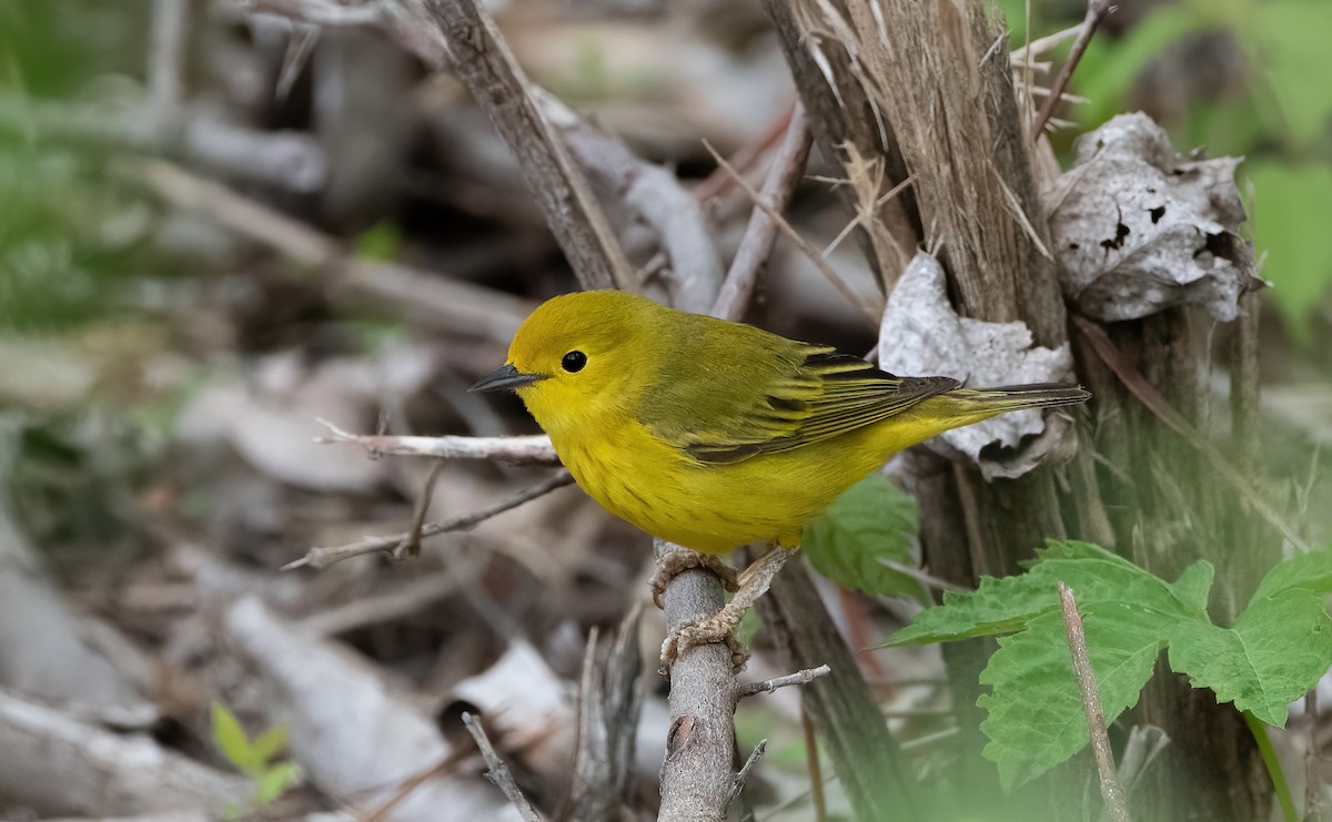 Yellow Warbler - Mike Good