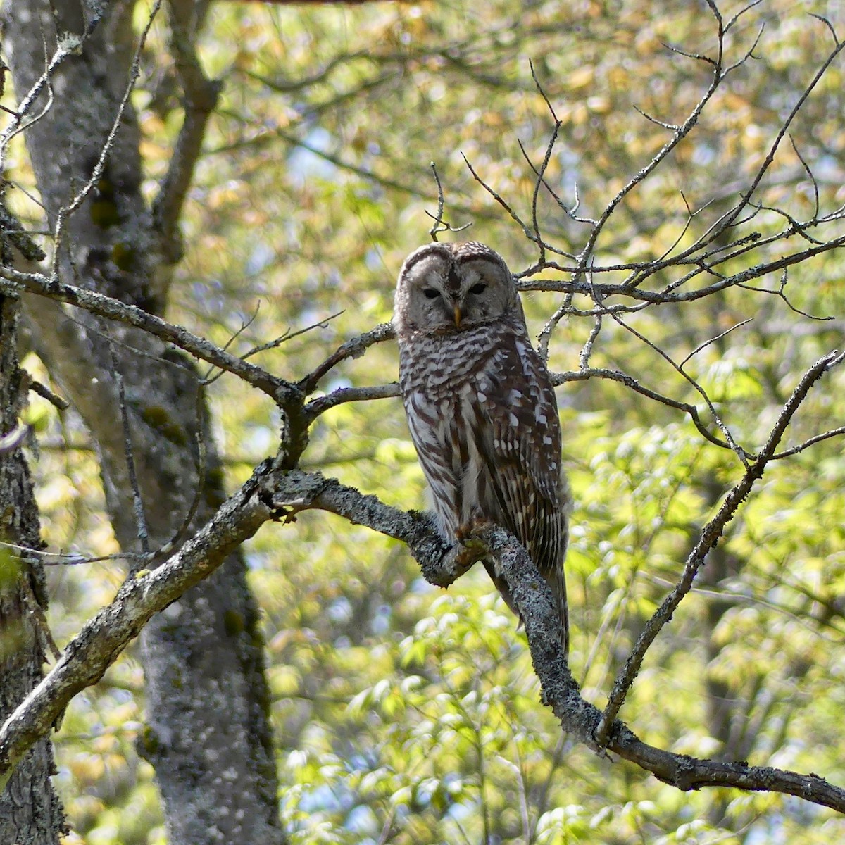 Barred Owl - Sue Carnahan