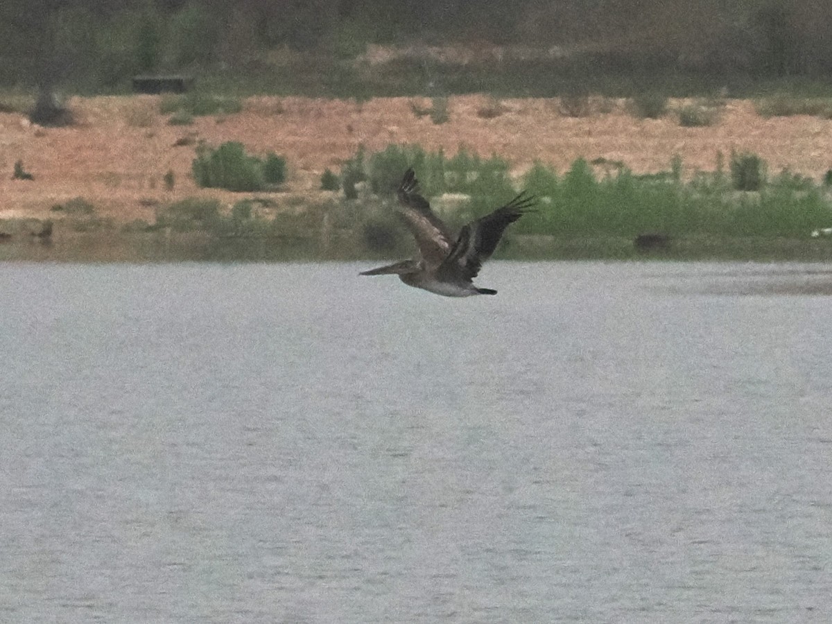 Brown Pelican - ML619020061