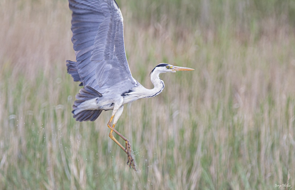 Gray Heron - ML619020092