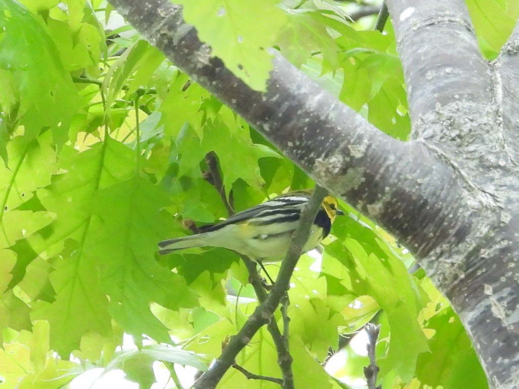 Black-throated Green Warbler - Bruce Nott